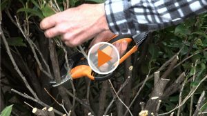 Screen_Hobbygaertner aufgepasst