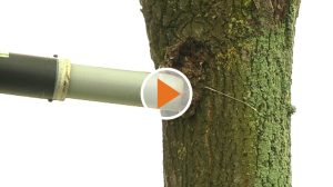 screen_Eichenprozessionsspinner