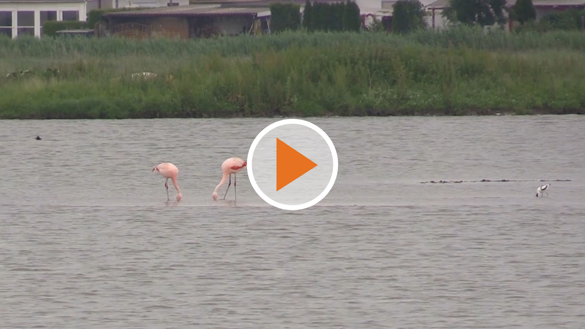 Screen_Flamingo