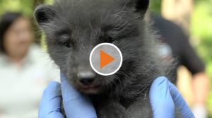 Screen_NachwuchsimOsnabrueckerZoo