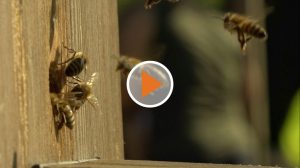 Screen_Kinder entdecken Bienen