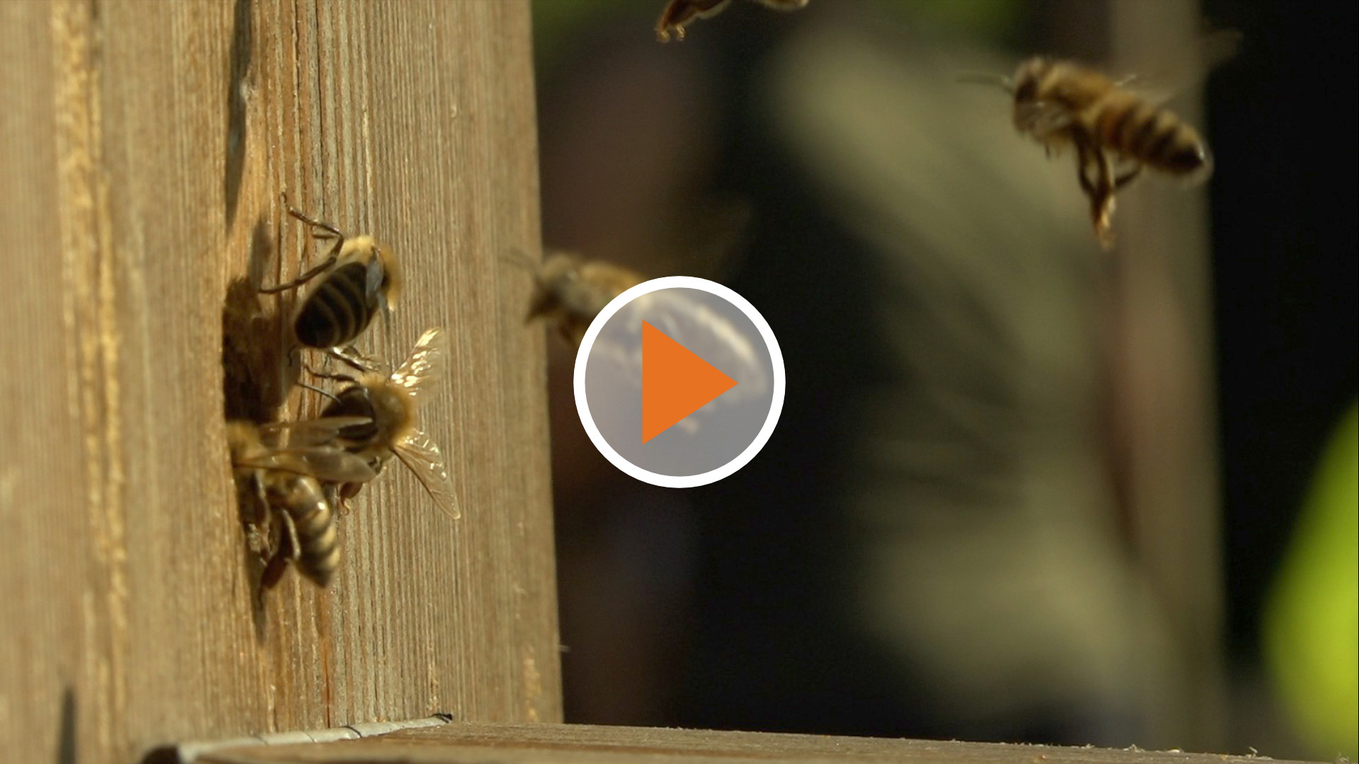 Screen_Kinder entdecken Bienen