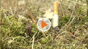 Screen_Was die Hitze für Gefahren mit sich bringt