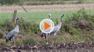 Screen_Kranich Rueckfall