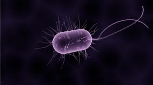 screen_bakterium_richtigegroesse