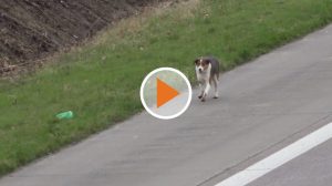 Screen_Hund auf der Autobahn erschossen