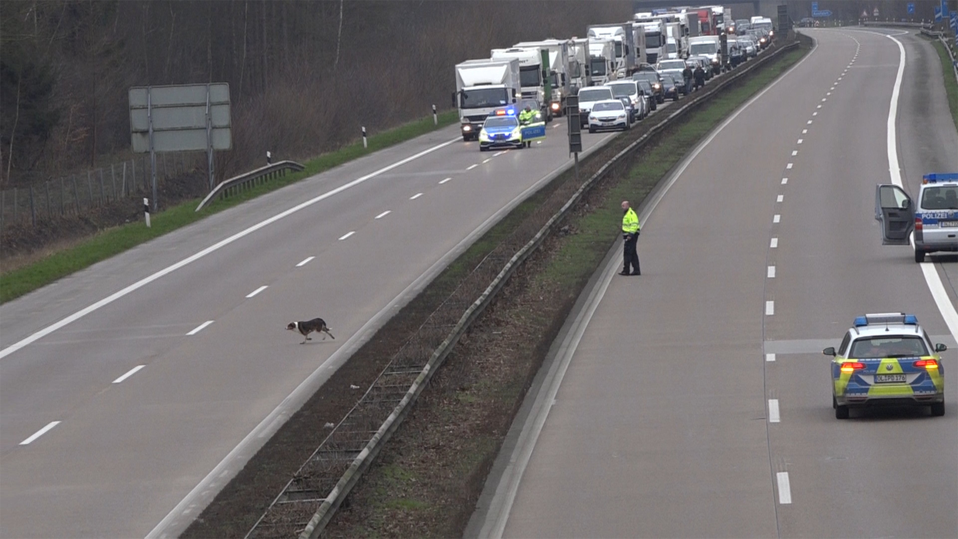Screen_Hund auf der Autobahn