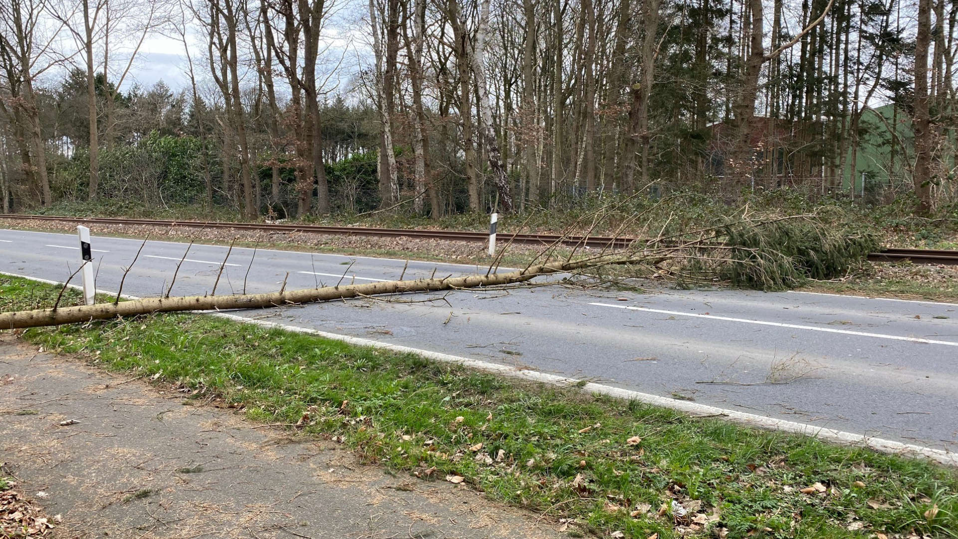 Baum umgestürzt Sturm Sabine