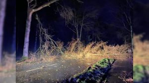 symbol_baeume_wald_sturm