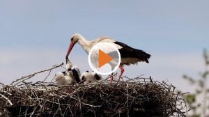 Screen_Storchenpaare brueten Nachwuchs