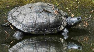 Screen_Amerikanische Schildkröte