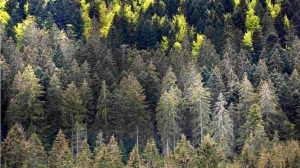 Screen_Wald_Dürre_krankerWald