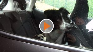 Screen_20 07 02 Die Gefahren seinen Hund im Auto zu lassen