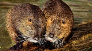 Screen_20 07 13 Nutria