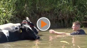 Screen_20 07 30 Kühe aus Kanal gerettet