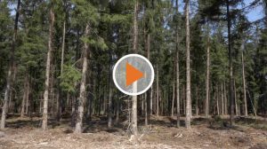 Screen_Sind die Waelder im Emsland gefaehrdet?
