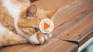 Screen_das_katzen_problem