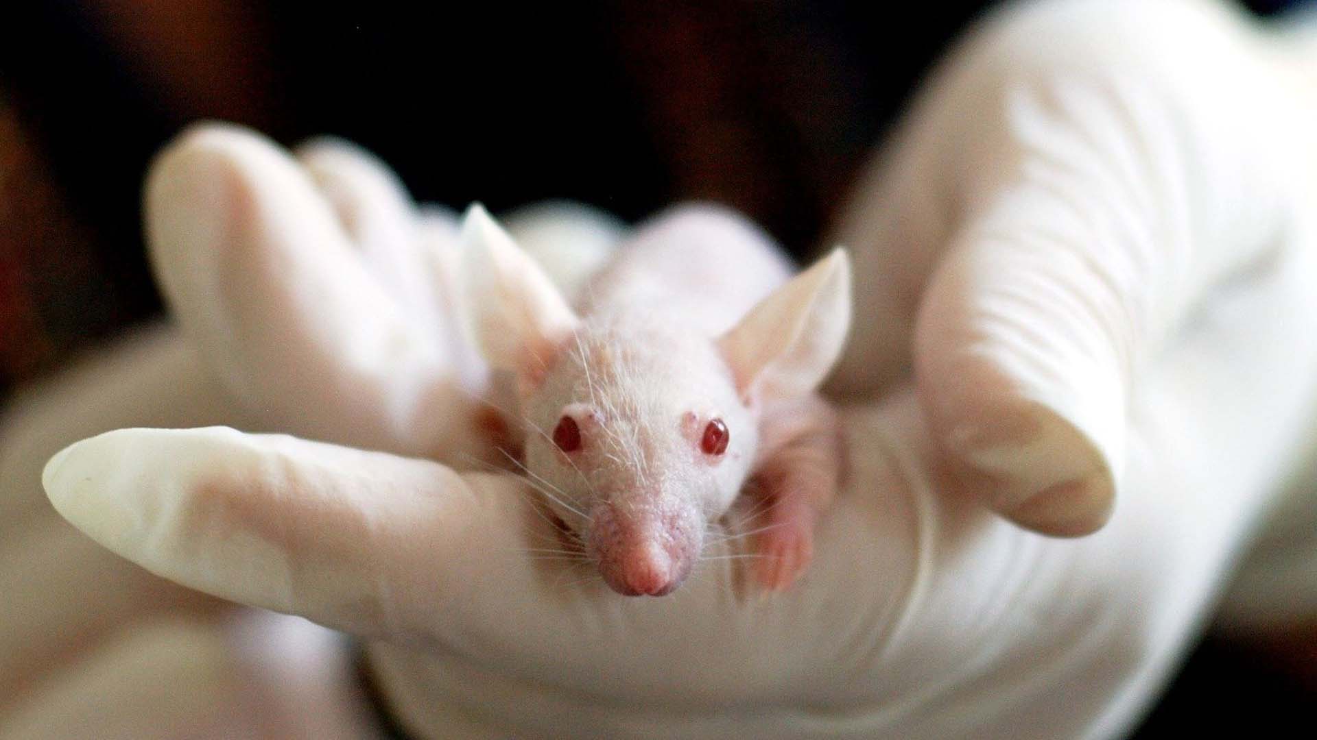 Screen_LPT Labor darf wieder Tierversuche durchfuehren