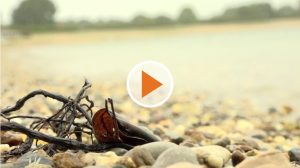 Screen_Zerkarien 20 08 26