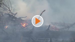 screen_60 Einsatzkraefte bei Waldbrand - Brandstiftung nicht ausgeschlossen