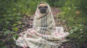 Screen_Warntag Tiere