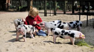 Screen_Zoos-starten-Projekt-zugunsten-bedrohter-Tiere