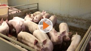 Screen_201015 Schweinestau