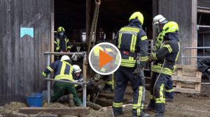 Screen_Kuh in Güllegrube