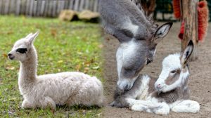 Screen_Zwei kleine Hengste im Familienzoo