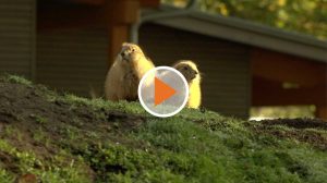 Screen_Corona Lage im Tierpark Nordhorn