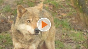 Screen_den woelfen auf der spur