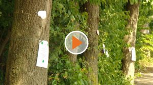 Screen_Das Waeldchen muss weichen