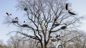 Erste Wildstoerche im Tierpark Nordhorn zurueck