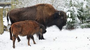 screen_bison_tierpark