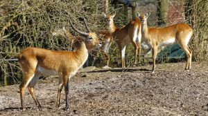 Screen_Neue Bewohner im Tierpark Nordhorn