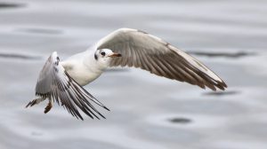 symbol_screen_Tier_Meer_Vogel_Moewe