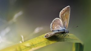 symbol_screen_Tier_Schmetterling_Teich_Natur