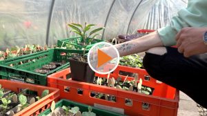 Screen_Felix Hobby Garten Jungpflanzenverkauf