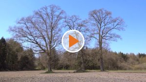 Screen_Geburtenwald in Lathen