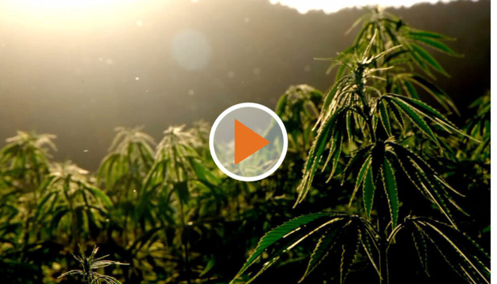 Screen_cannabis legalisieren fragezeichen