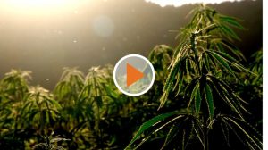 Screen_cannabis legalisieren fragezeichen