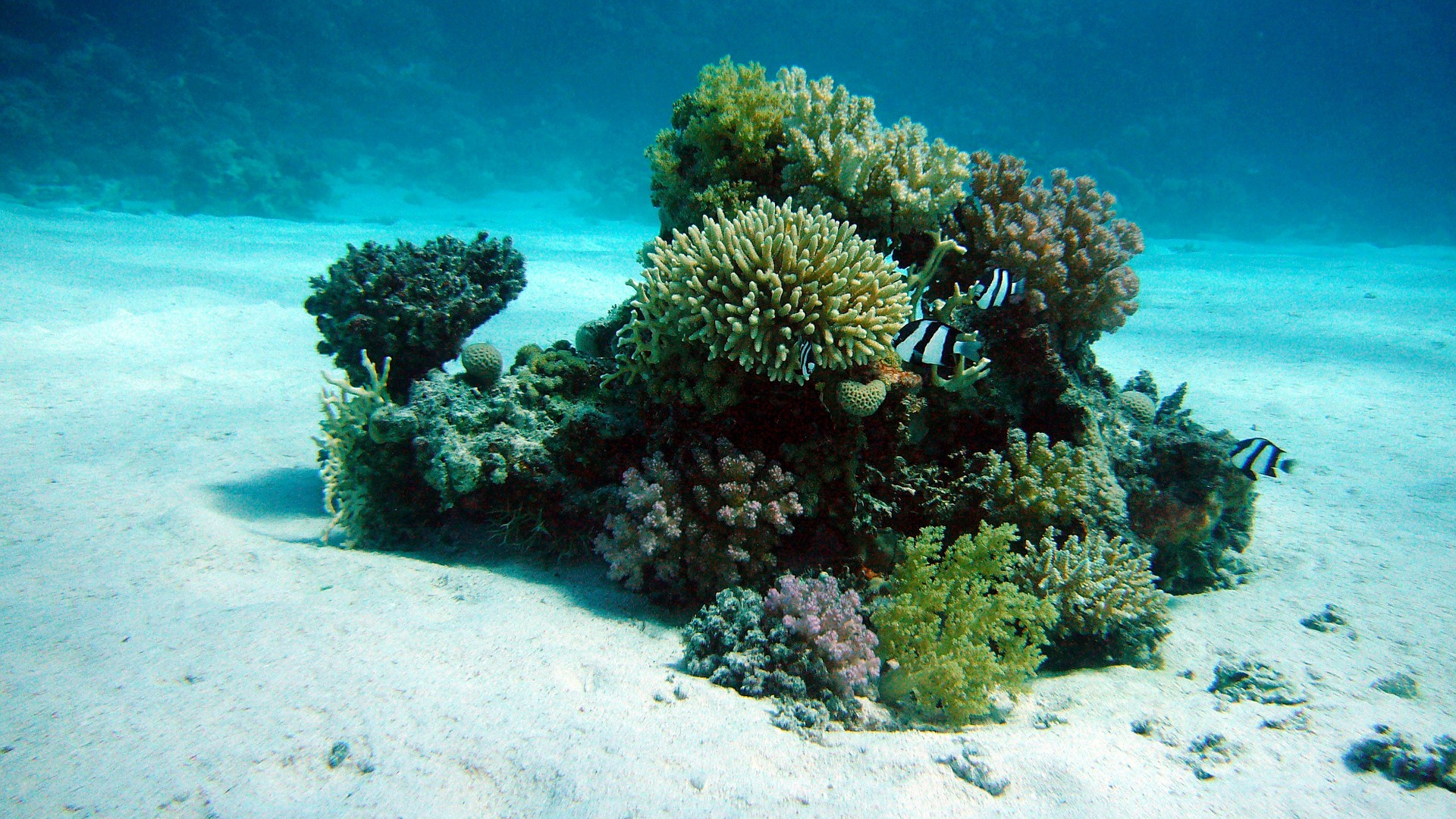 symbol_koralle