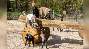 screen_Gute Nachrichten aus dem Tierpark Nordhorn