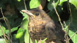 screen_Jungvoegel nicht unnoetig aus der Natur entnehmen