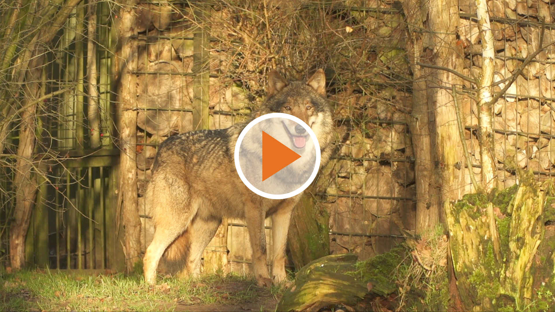 Screen_21 06 11 Petitionsübergabe zum Wippinger Wolf