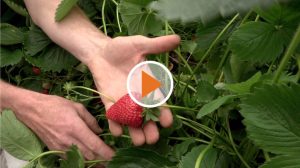 Screen_Verspaetete Erdbeerzeit