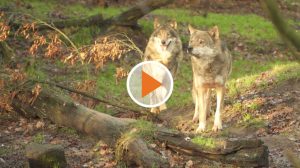 Screen_aus angst vorm wolf kungebung in wippingen