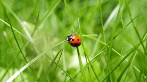 screen_Das grosse Krabbeln startet wieder