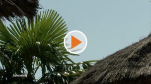 Regeln für die Reise nach Hause Playbutton