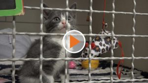 SCREEN_Tierheim wird voller